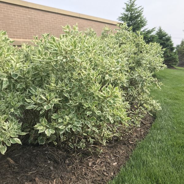 Close-up of white cornus flowers on Ivory Halo® Dogwood blooming in late spring.