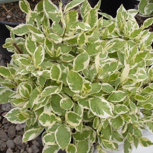 Deciduous foliage of Ivory Halo® Dogwood (Cornus alba 'Bailhalo') in a garden setting.