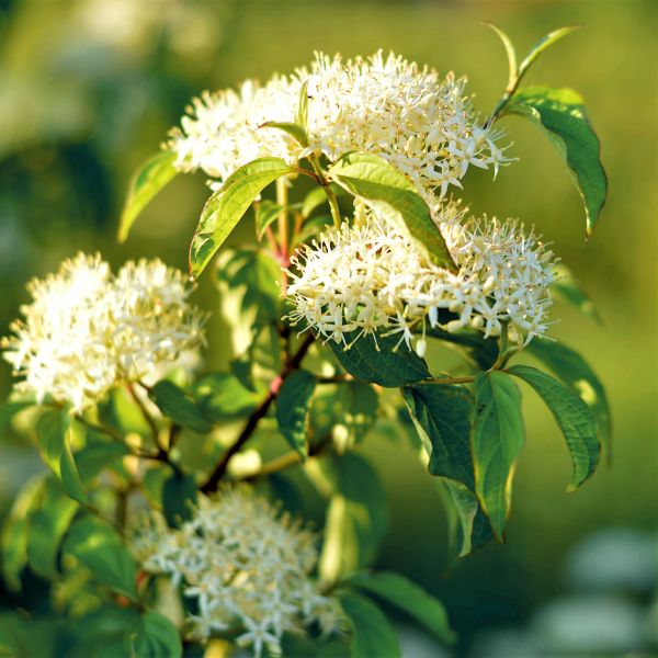 Deciduous foliage of Pagoda Dogwood (Cornus alternifolia) in a garden setting.