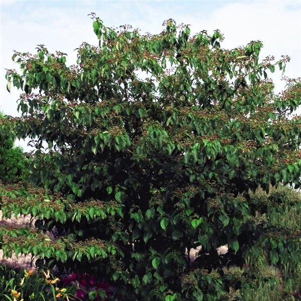 Pagoda Dogwood (Cornus alternifolia), a shrub featuring yellow flowers and deciduous.