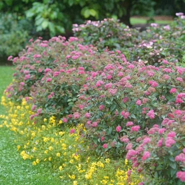 Double Play Doozie® Spirea