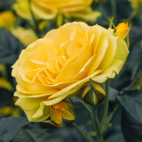Close-up of yellow rosa flowers on Doris Day Floribunda Rose.