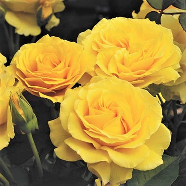 Doris Day Floribunda Rose (Rosa 'WEKmajuchi'), a shrub featuring yellow flowers and deciduous.
