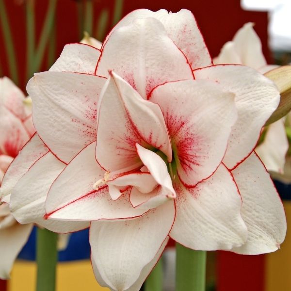 Double Elvas Amaryllis - Nature Hills Nursery - Bareroot -