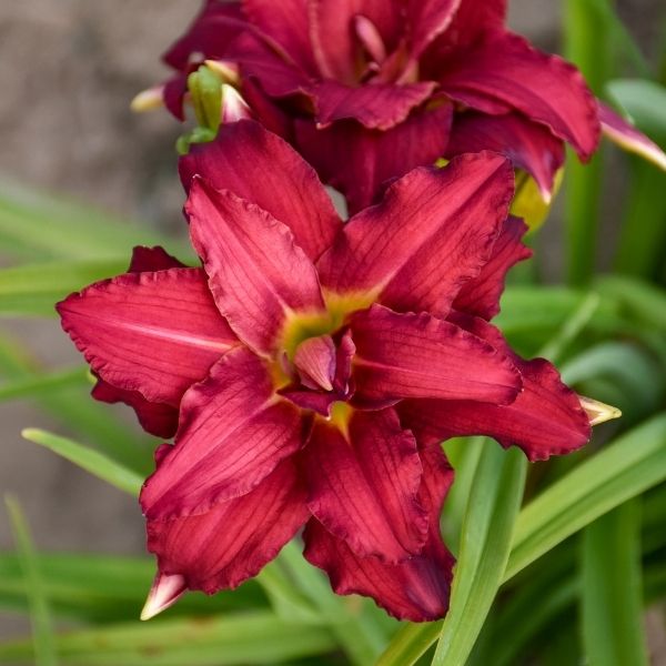 Double Pardon Me Daylily (Hemerocallis 'Double Pardon Me'), a perennial featuring red flowers and perennial.