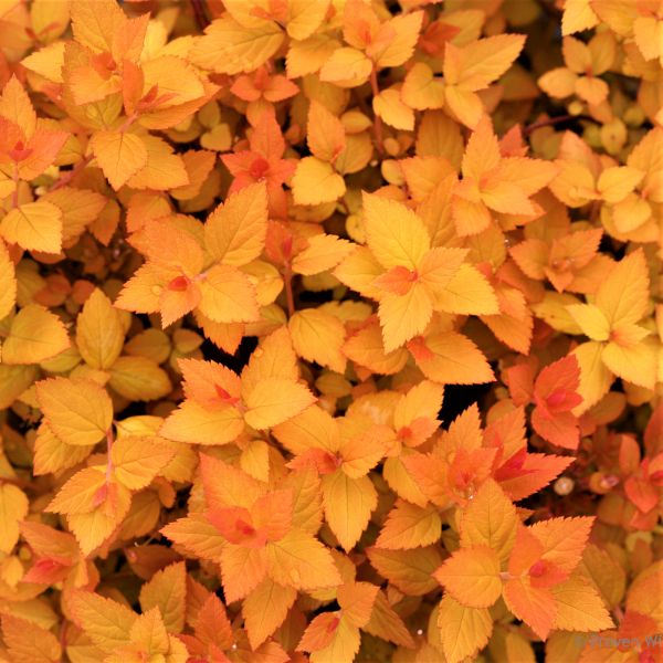 Double Play® Candy Corn® Spirea