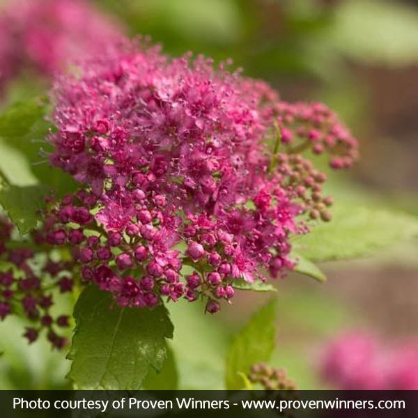 Double Play® Gold Spirea