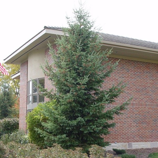 Douglas Fir Tree (Pseudotsuga menziesii) growing in a garden landscape, showing mature tree form.