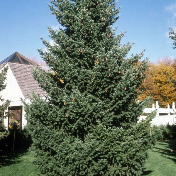 Douglas Fir Tree (Pseudotsuga menziesii), a tree featuring evergreen and broad, columnar form.