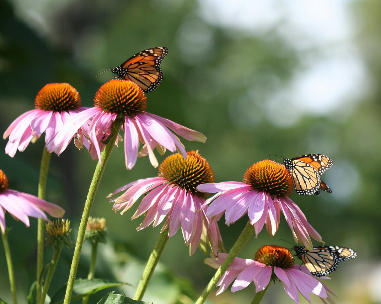 Kim's Knee High™ Coneflower