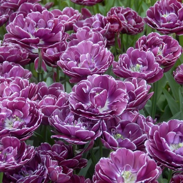 Dreamtouch Tulip - Bulbs - Nature Hills Nursery -