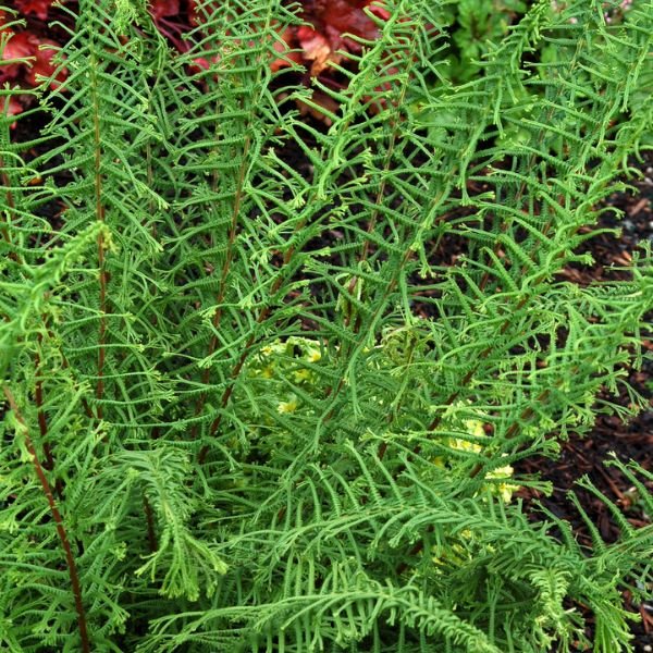 Perennial foliage of Dre's Dagger Fern (Athyrium filix-femina 'Dre's Dagger') in a garden setting.