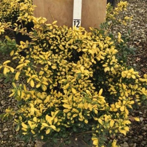 Close-up of white ilex flowers on Drops Of Gold Japanese Holly blooming in early spring to late spring.