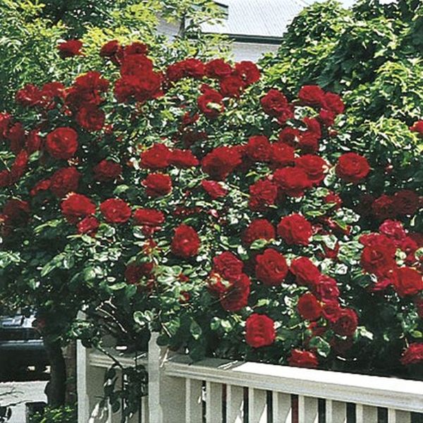 Dublin Bay Climbing Rose (Rosa 'Dublin Bay'), a shrub featuring red flowers and deciduous.