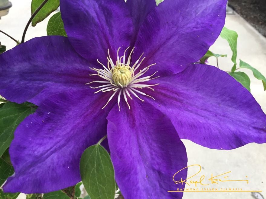 Duchess of Cornwall Clematis