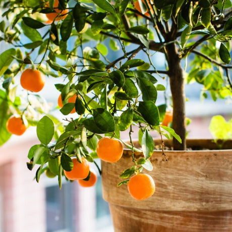 Dwarf Brown Select Satsuma Tree - Nature Hills Nursery - 4x4x11 Inch Container -