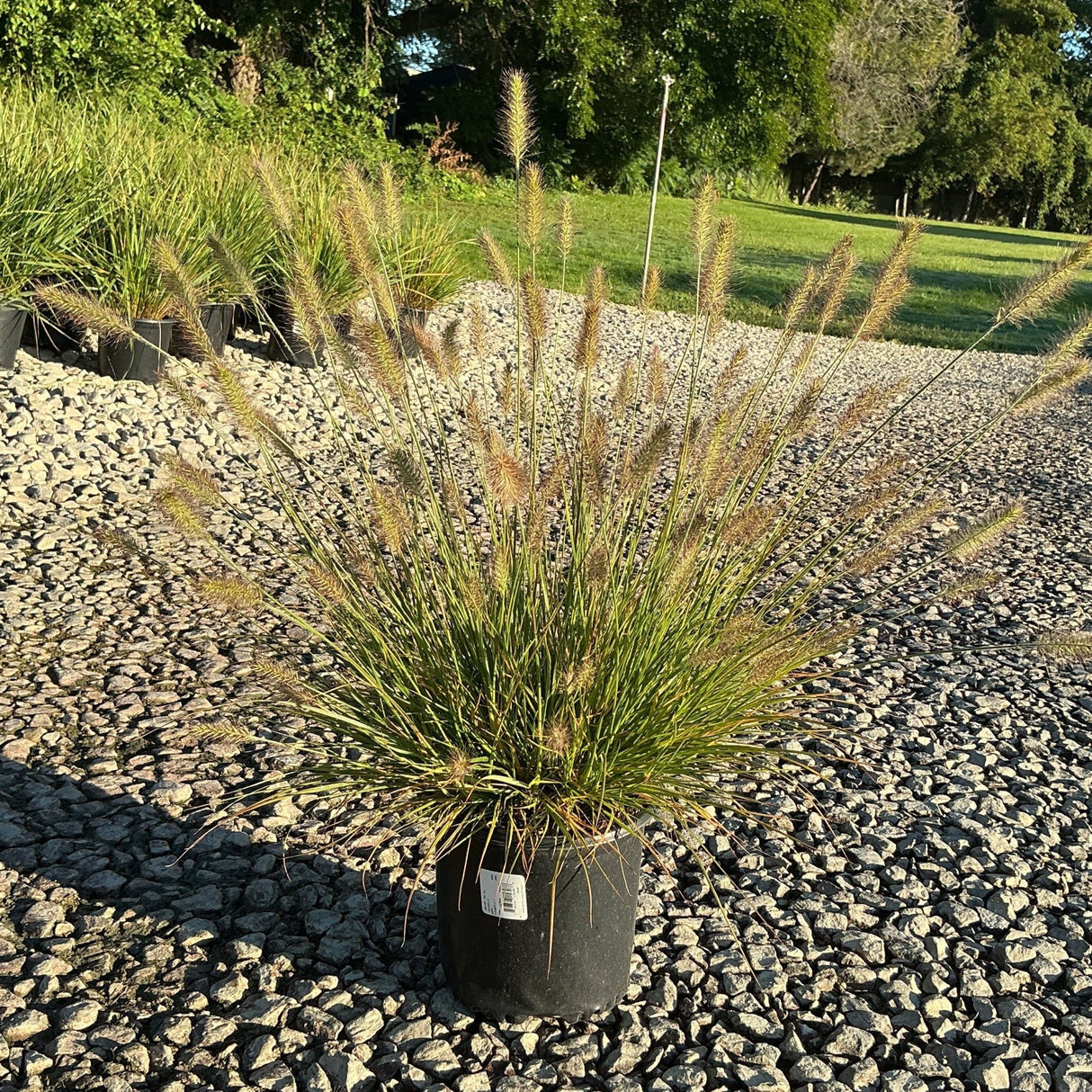Dwarf Fountain Grass