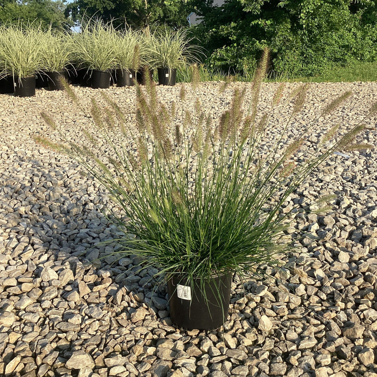 Dwarf Fountain Grass