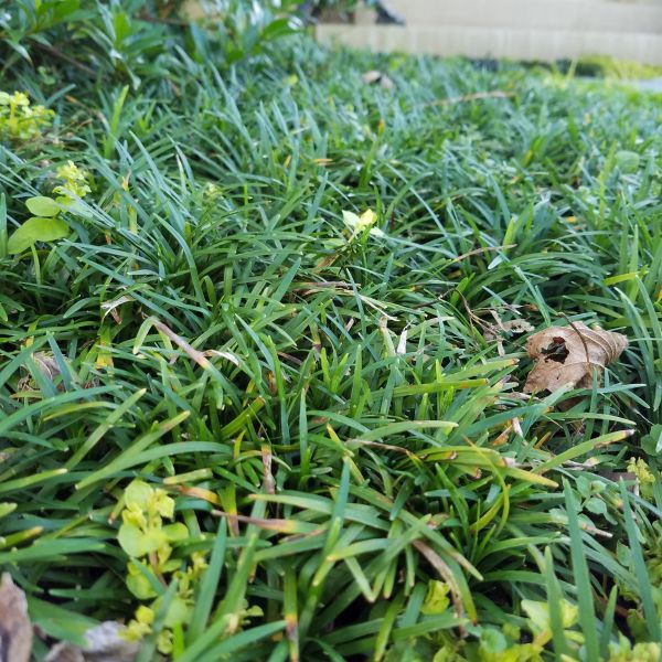 Close-up of white ophiopogon flowers on Dwarf Mondo Grass blooming in early summer to late summer.