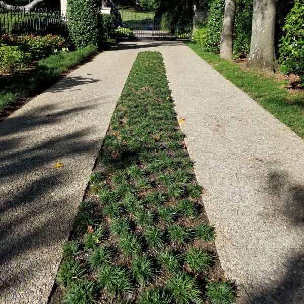 Dwarf Mondo Grass (Ophiopogon japonicus 'Nana') foliage and growth habit in the landscape.
