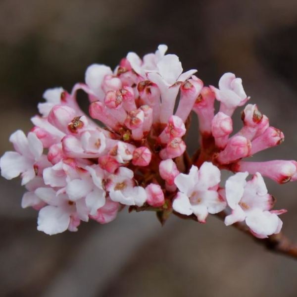 Dwarf Fragrant Viburnum Blooms