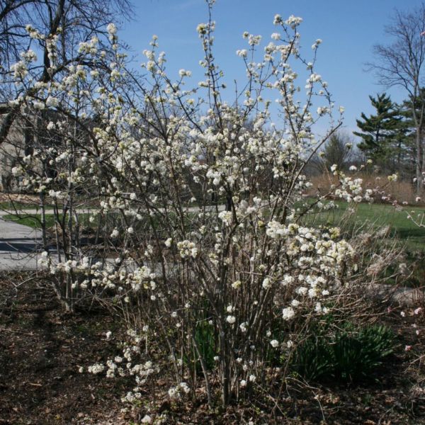 Dwarf Fragrant Viburnum Early Season