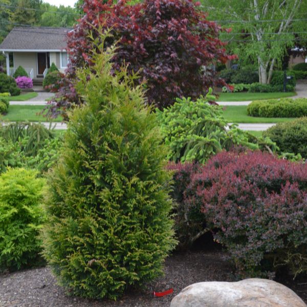Junior Giant Arborvitae