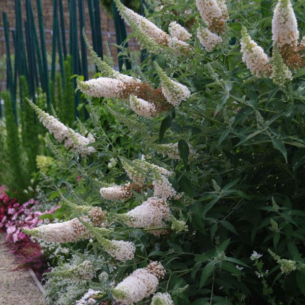 Buzz™ Ivory Butterfly Bush