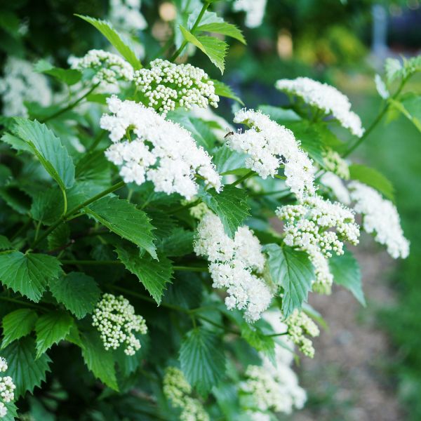 Blue Muffin® Arrowwood Viburnum