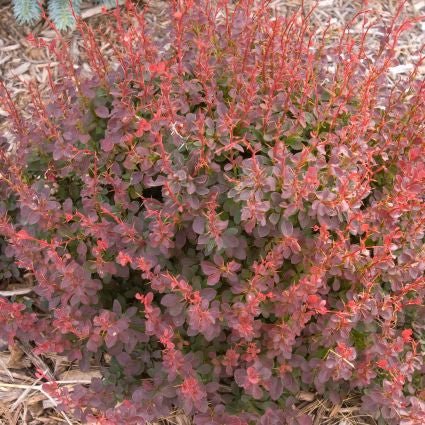 Royal Burgundy® Barberry