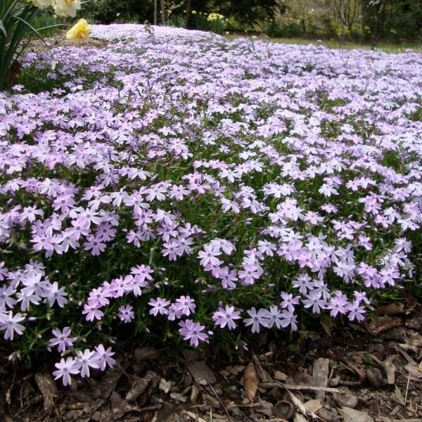 Emerald Blue Phlox