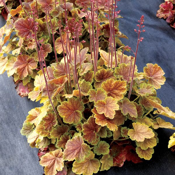 Northern Exposure™ Sienna Coral Bells