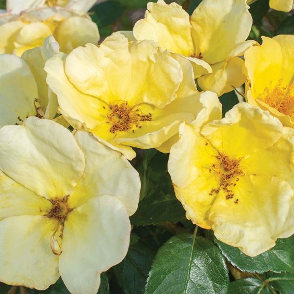 Knock Out® Easy Bee-zy™ Shrub Rose