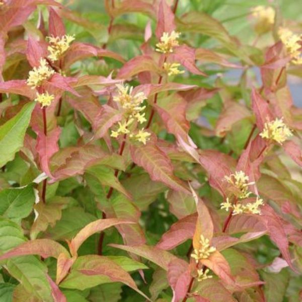 Kodiak® Orange Bush Honeysuckle