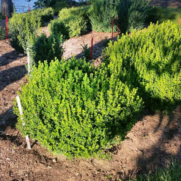 Proven Winners® ColorChoice® Sprinter® Boxwood