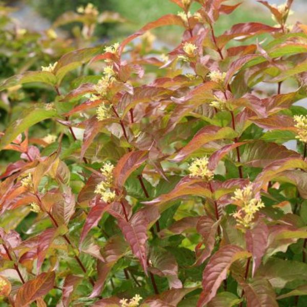 Kodiak® Orange Bush Honeysuckle
