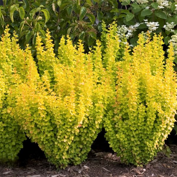 Proven Winners? Sunjoy? Gold Pillar Barberry