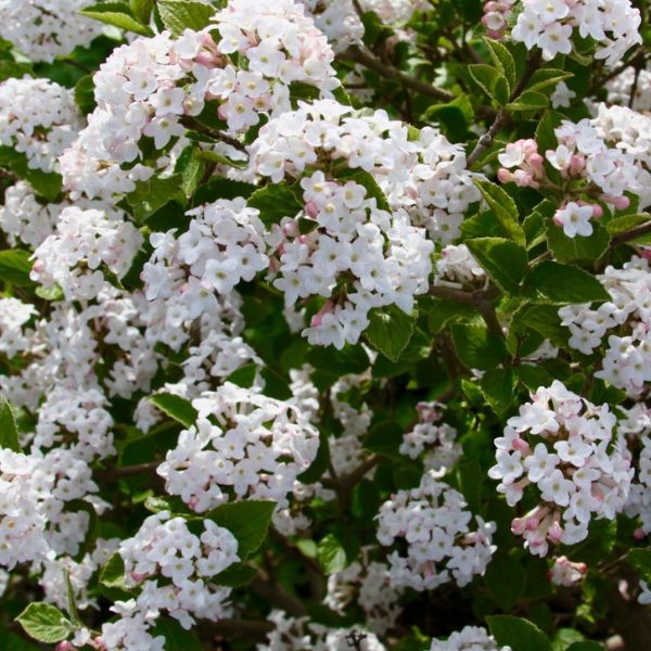 Proven Winners® ColorChoice® Sugar N' Spice™ Korean Spice Viburnum