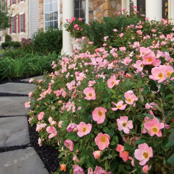 Rainbow Knock Out® Shrub Rose