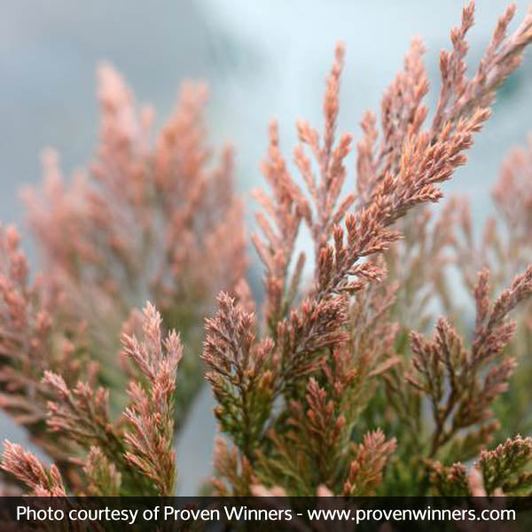 Good Vibrations® Juniper