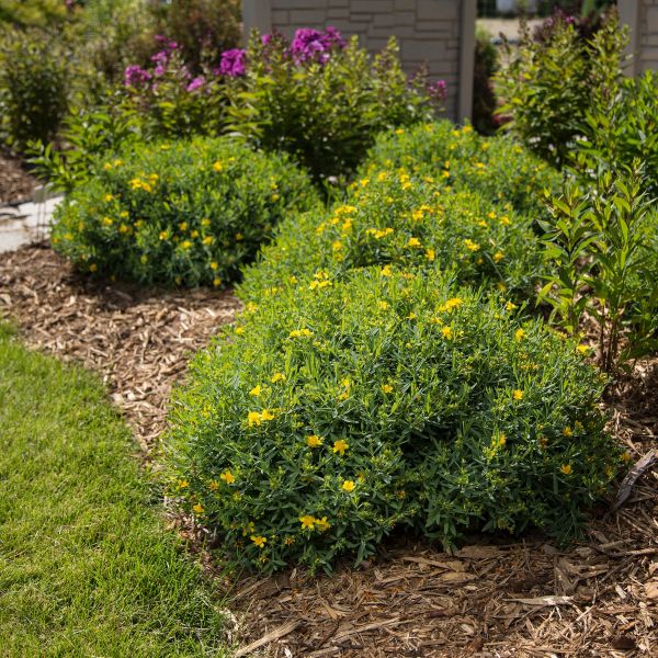 First Editions® Cobalt-n-Gold™ St. John's Wort