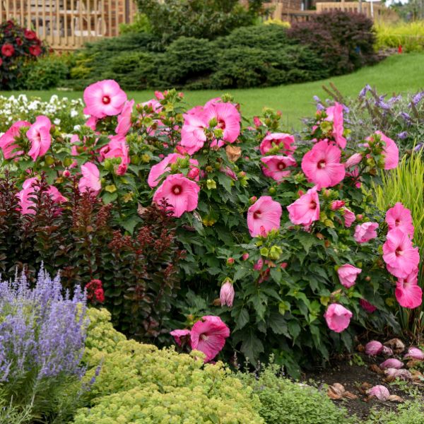 Airbrush Effect Hardy Hibiscus