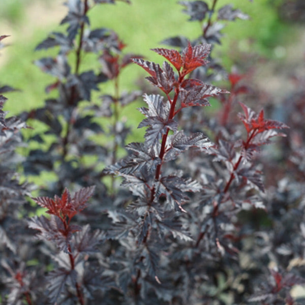 Summer Wine® Black Ninebark