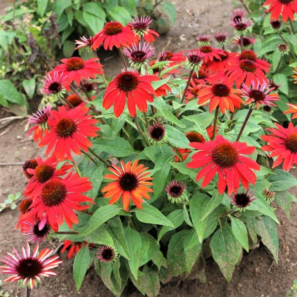 Sombrero® Sangrita Coneflower