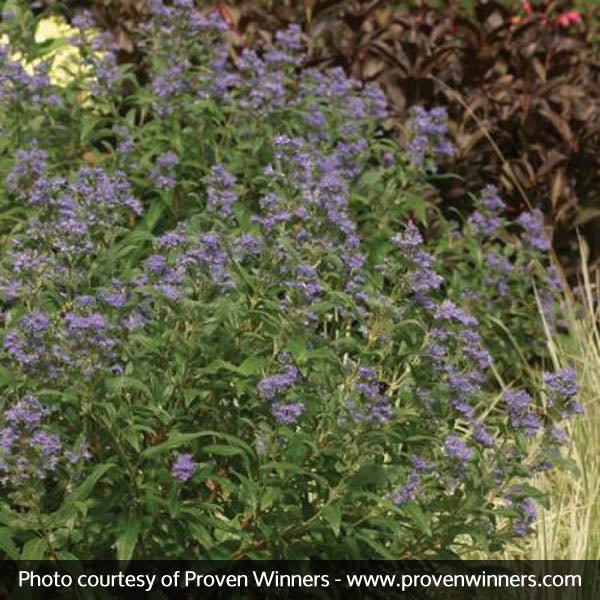 Petit Bleu™ Bluebeard