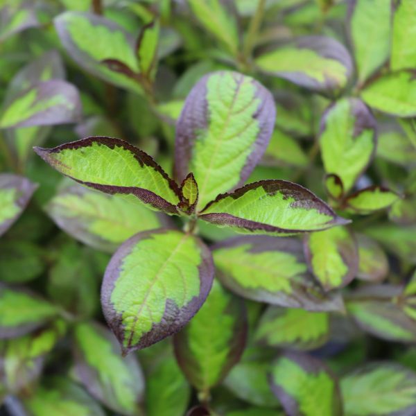 Proven Winners® Vinho Verde® Weigela