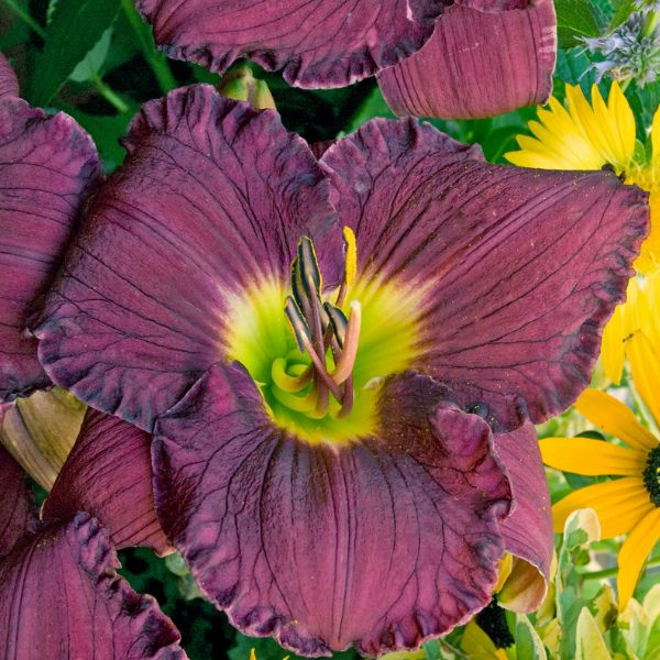 Nosferatu Daylily