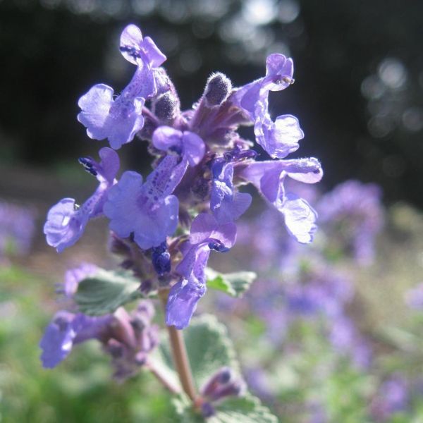 Perennial foliage of Early Bird Catmint (Nepeta x faassenii 'Early Bird') in a garden setting.