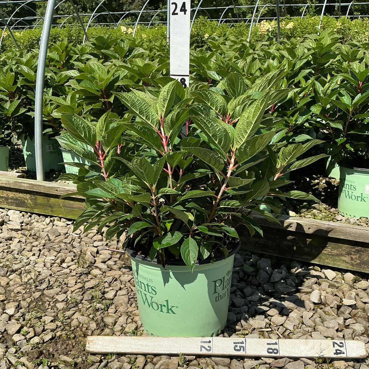 Early Evolution® Panicle Hydrangea