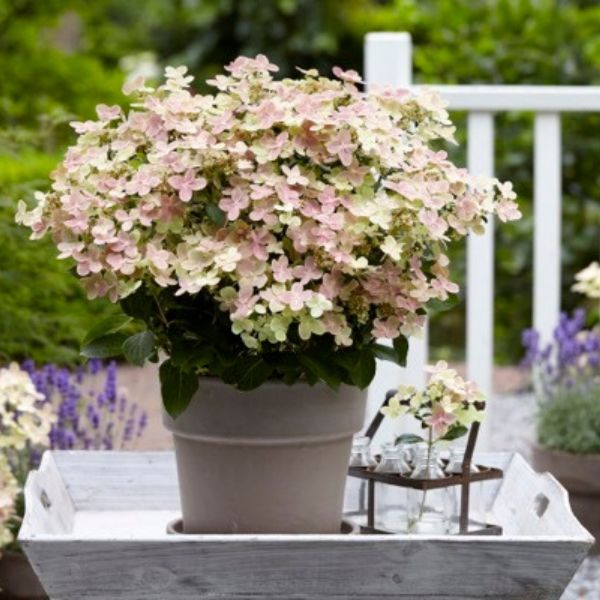 Early Evolution® Panicle Hydrangea (Hydrangea paniculata 'AJ14' PP30,983), a shrub featuring white, pink flowers and deciduous.